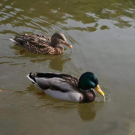 Romantic Escape דירה